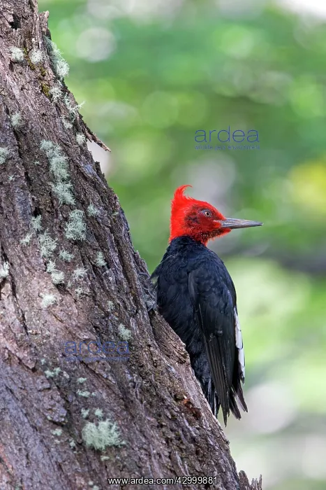 : Magellanic Woodpecker adult male : Magellanic Woodpecker adult male