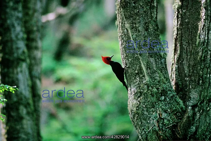 : Magellanic Woodpecker - Argentina : Magellanic Woodpecker - Argentina