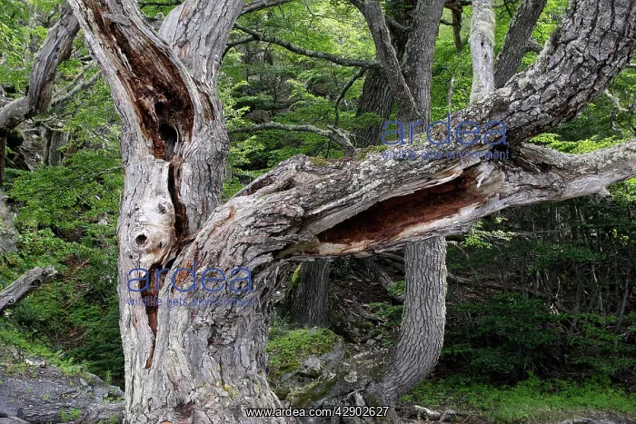 : Magellan's Beech Tree : Magellan's Beech Tree