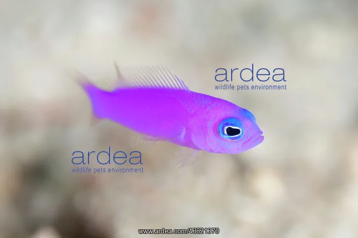 : Magenta Dottyback : Magenta Dottyback
