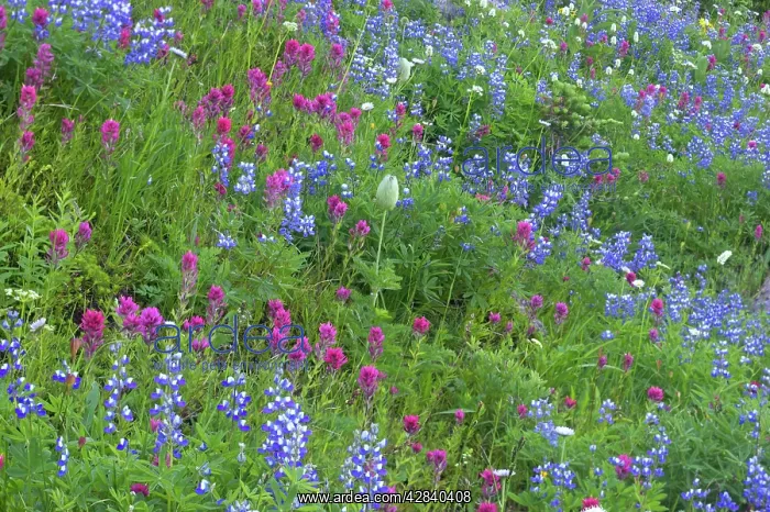 : Magenta Paintbrush, amongst Broadleaf Lupin (Lupinus : Magenta Paintbrush, amongst Broadleaf Lupin (Lupinus
