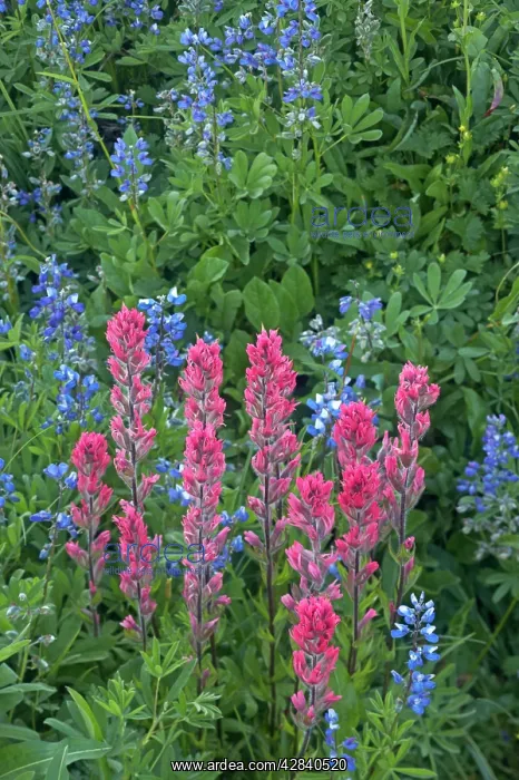  : Magenta Paintbrush with Broadleaf Lupin (Lupinus latifolius)