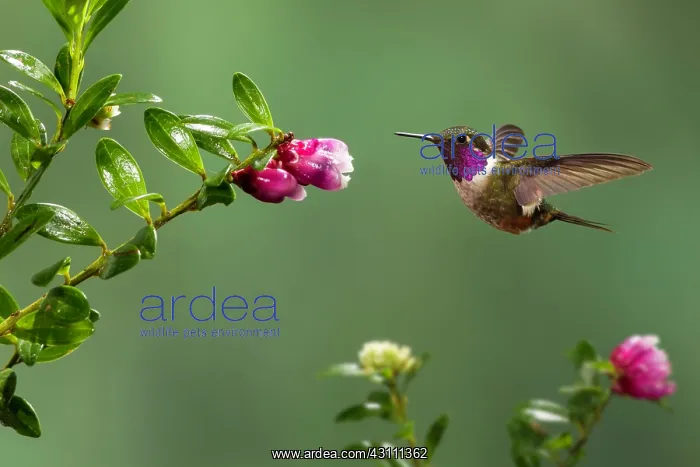 : Magenta-throated Woodstar : Magenta-throated Woodstar
