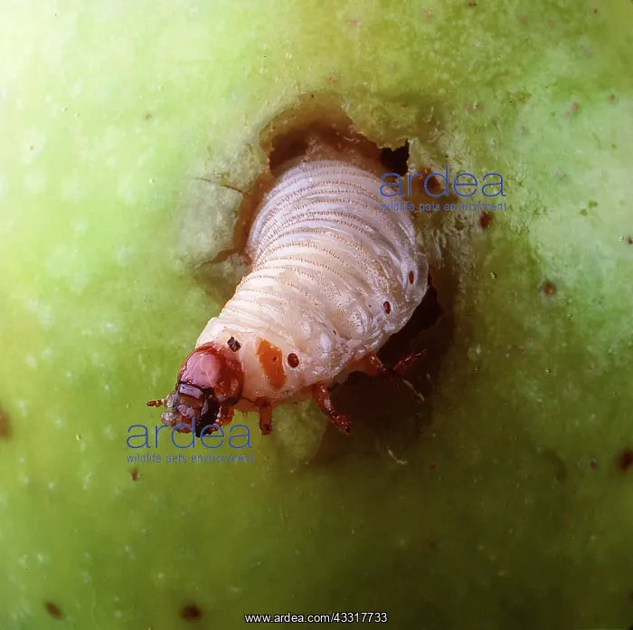 : MAGGOT - in apple : MAGGOT - in apple