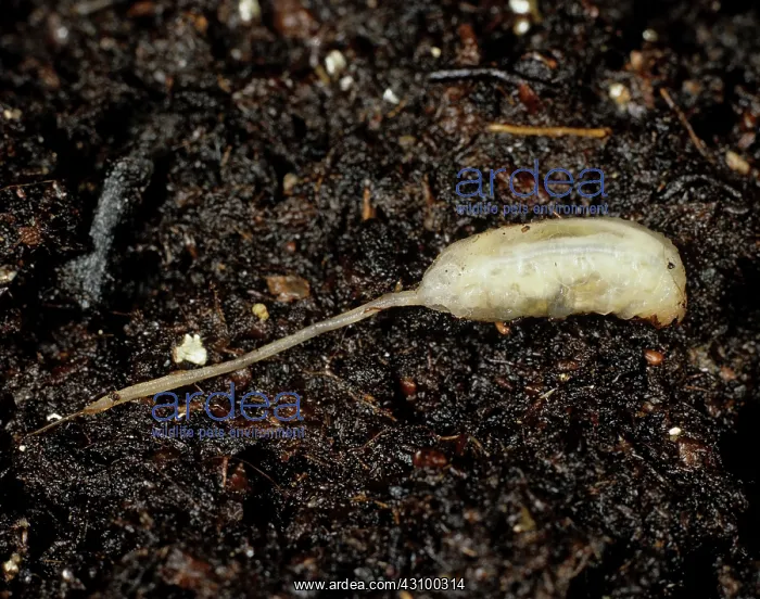  : Maggot (Eristalis tenax) in compost