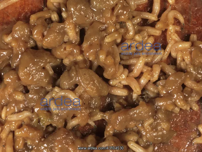 : Maggots. Fly larvae, or maggots, after two or three days on a piece of : Maggots. Fly larvae, or maggots, after two or three days on a piece of
