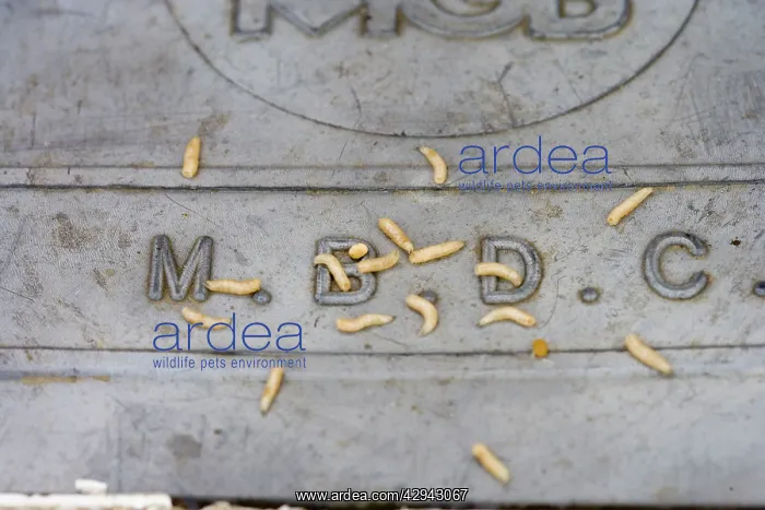 : Maggots - bred in Beds CC bin crawling on lid : Maggots - bred in Beds CC bin crawling on lid