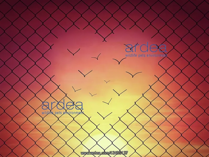 : Magical escape with metallic wire mesh breaks up : Magical escape with metallic wire mesh breaks up