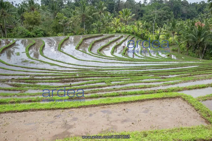 : The magical rice terraces in the evening. Here you : The magical rice terraces in the evening. Here you