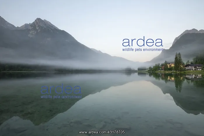 : Magical sunrise with fog at Hintersee near Ramsau in Berchtesgadener Land : Magical sunrise with fog at Hintersee near Ramsau in Berchtesgadener Land