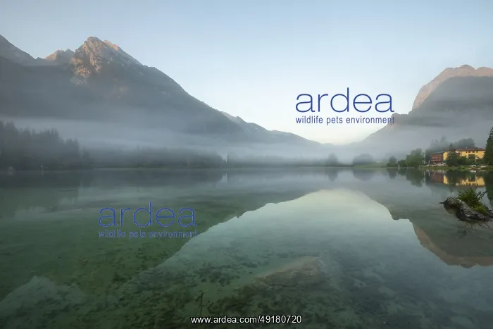 : Magical sunrise with fog at Hintersee near Ramsau in Berchtesgadener Land : Magical sunrise with fog at Hintersee near Ramsau in Berchtesgadener Land