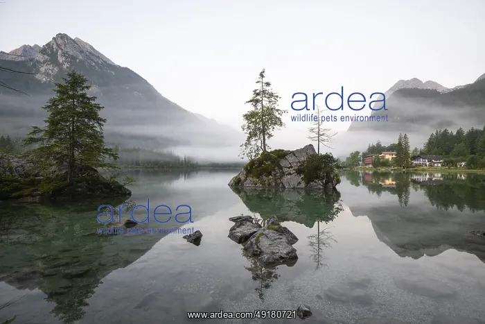 : Magical sunrise with fog at Hintersee near Ramsau in Berchtesgadener Land : Magical sunrise with fog at Hintersee near Ramsau in Berchtesgadener Land