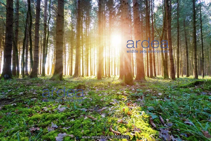 : Magical sunset and sunbeams in the woodland. Green : Magical sunset and sunbeams in the woodland. Green