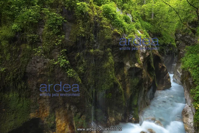 : Magical Wimbach Gorge in Ramsau in Berchtesgadener Land : Magical Wimbach Gorge in Ramsau in Berchtesgadener Land