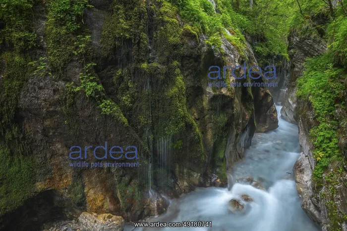 : Magical Wimbach Gorge in Ramsau in Berchtesgadener Land : Magical Wimbach Gorge in Ramsau in Berchtesgadener Land