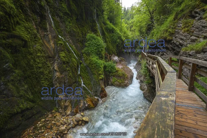 : Magical Wimbach Gorge in Ramsau in Berchtesgadener Land : Magical Wimbach Gorge in Ramsau in Berchtesgadener Land
