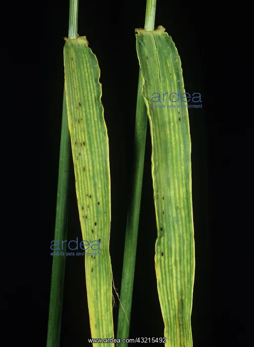: Magnesium deficiency of Barley : Magnesium deficiency of Barley