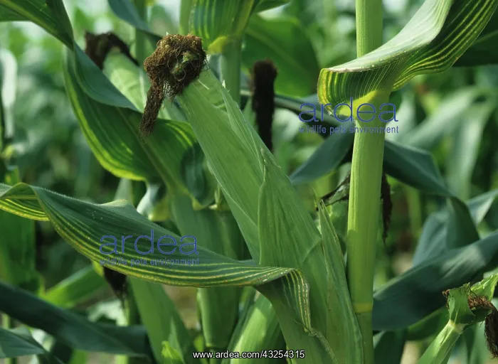 : Magnesium Deficiency in Corn : Magnesium Deficiency in Corn