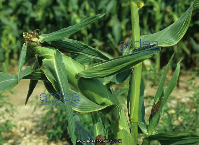 : Magnesium Deficiency in Corn : Magnesium Deficiency in Corn