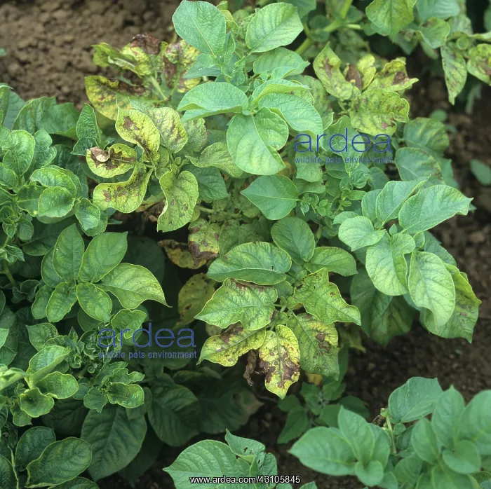 : Magnesium deficiency in potato leaves : Magnesium deficiency in potato leaves