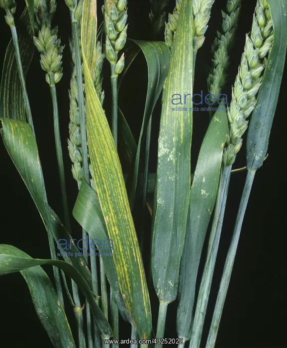 : Magnesium deficiency in Wheat plants : Magnesium deficiency in Wheat plants
