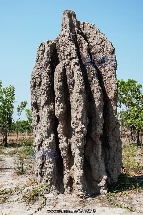 : Magnetic Termite : Magnetic Termite