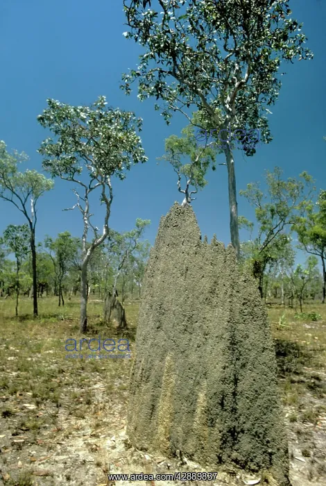 : Magnetic Termite Mounds : Magnetic Termite Mounds
