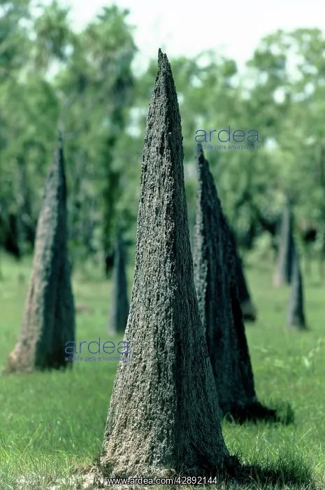 : Magnetic Termite Mounds : Magnetic Termite Mounds