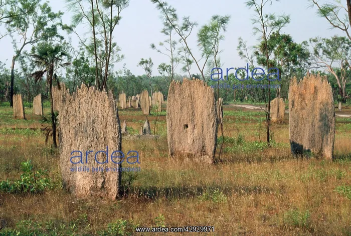 : Magnetic TERMITE mounds : Magnetic TERMITE mounds