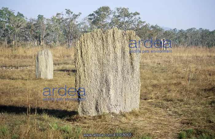 : Magnetic Termite mounds : Magnetic Termite mounds