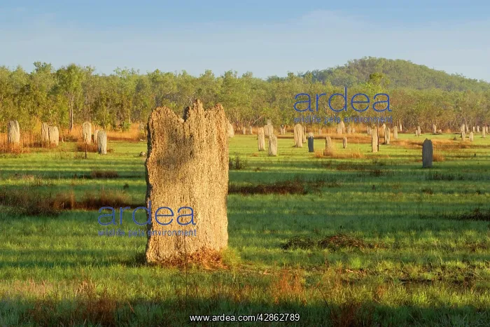 : Magnetic Termite mounds - field with mounds of : Magnetic Termite mounds - field with mounds of