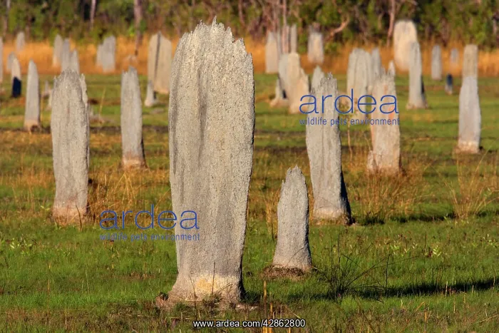 : Magnetic Termite mounds - field with mounds of : Magnetic Termite mounds - field with mounds of
