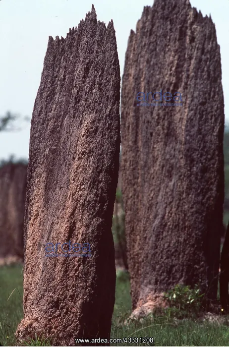: MAGNETIC TERMITE MOUNTS : MAGNETIC TERMITE MOUNTS
