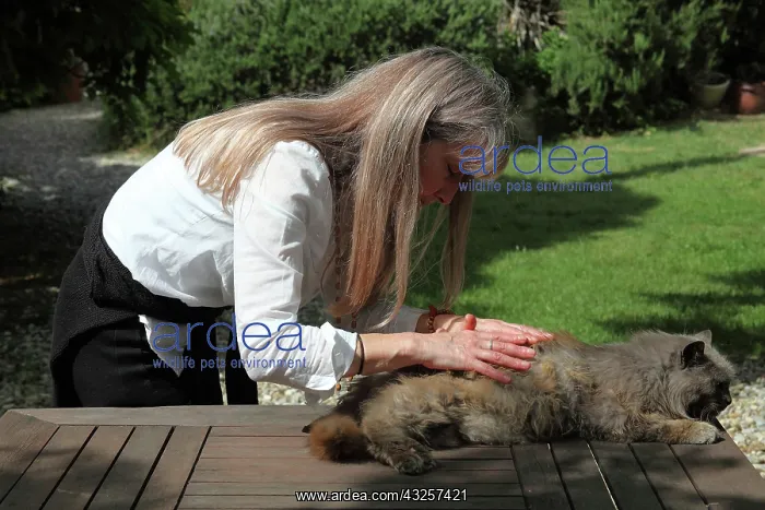 : Magnetic therapy on a cat : Magnetic therapy on a cat