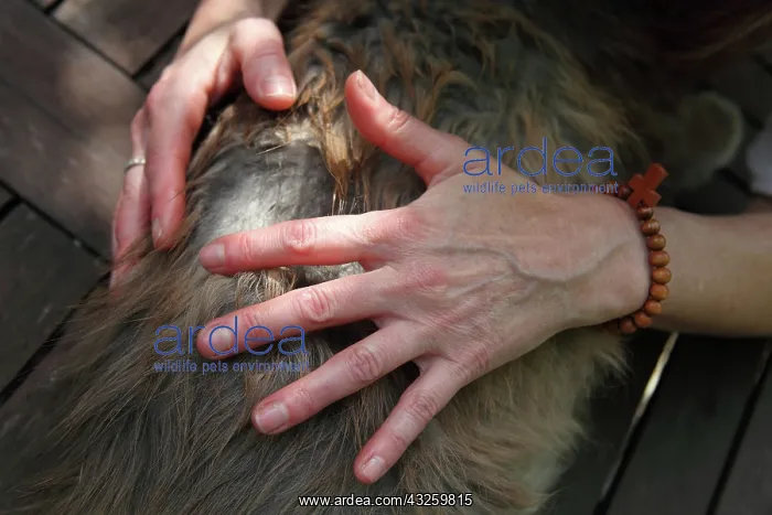 : Magnetic therapy on a cat : Magnetic therapy on a cat