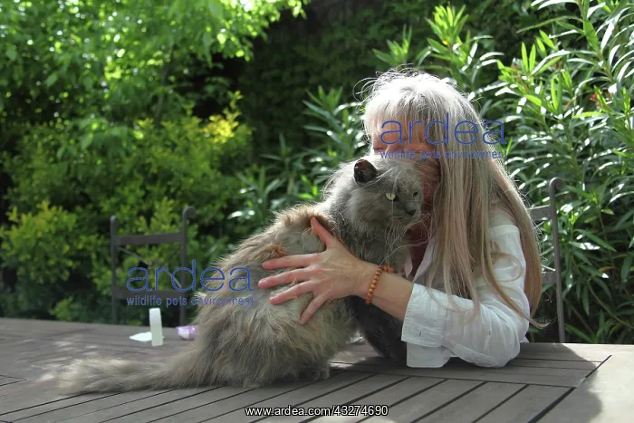 : Magnetic therapy on a cat : Magnetic therapy on a cat