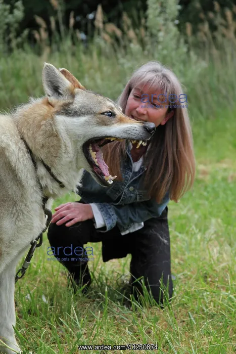 : Magnetic therapy on a Czechoslovakian wolfdog : Magnetic therapy on a Czechoslovakian wolfdog