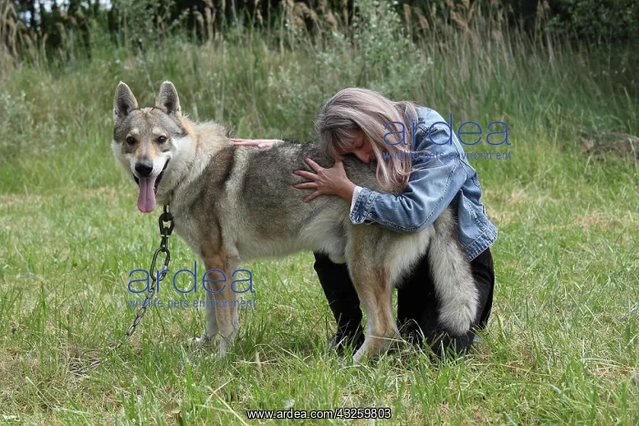 : Magnetic therapy on a Czechoslovakian wolfdog : Magnetic therapy on a Czechoslovakian wolfdog