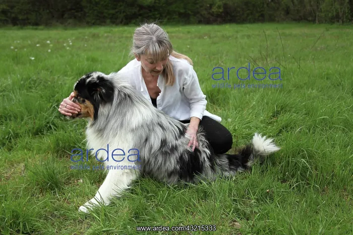 : Magnetic therapy on a dog : Magnetic therapy on a dog