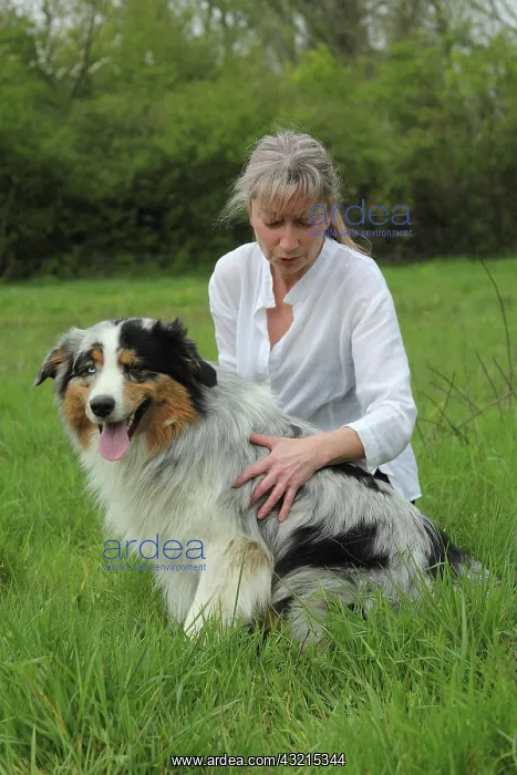 : Magnetic therapy on a dog : Magnetic therapy on a dog
