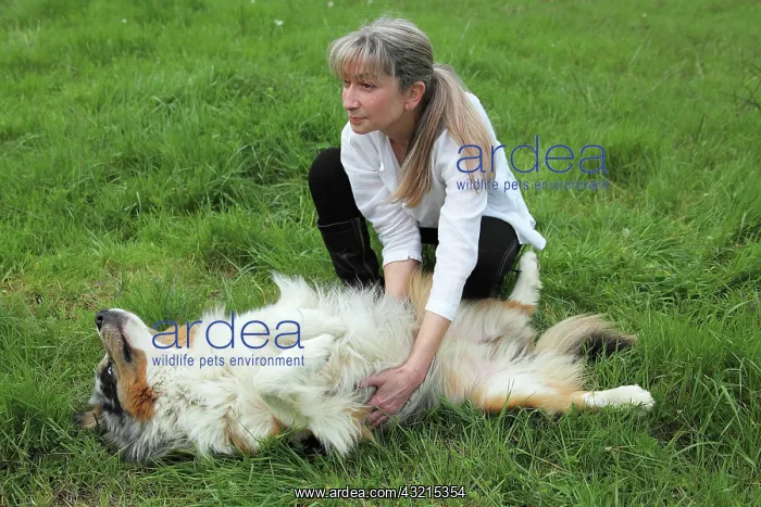 : Magnetic therapy on a dog : Magnetic therapy on a dog