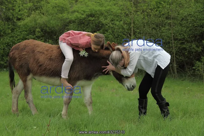 : Magnetic therapy on a donkey : Magnetic therapy on a donkey