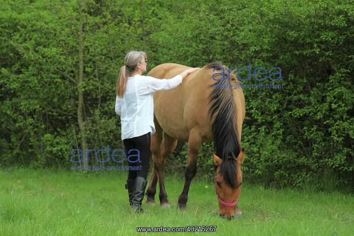 : Magnetic therapy on a horse : Magnetic therapy on a horse