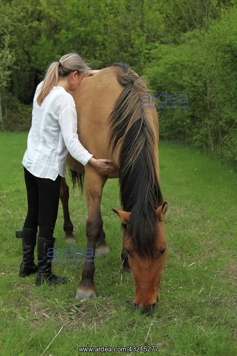 : Magnetic therapy on a horse : Magnetic therapy on a horse
