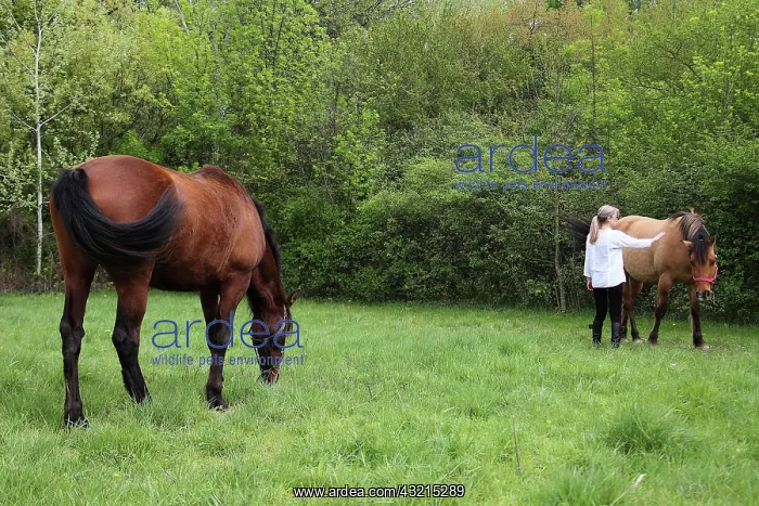: Magnetic therapy on a horse : Magnetic therapy on a horse
