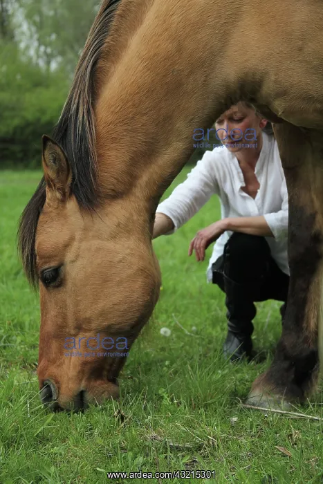 : Magnetic therapy on a horse : Magnetic therapy on a horse