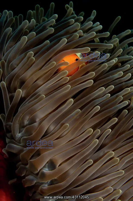 : Magnificent Anemone : Magnificent Anemone