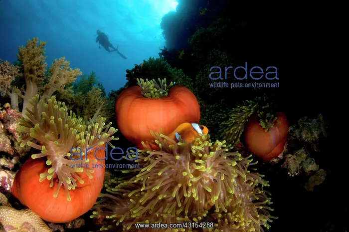 : Magnificent Anemone : Magnificent Anemone