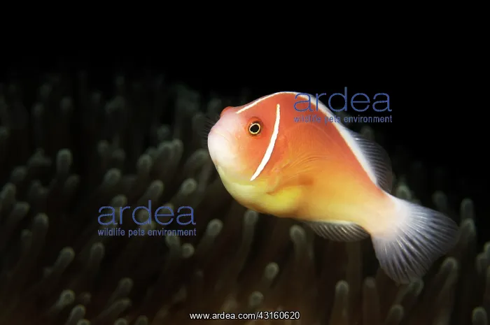 : Magnificent Anemone : Magnificent Anemone
