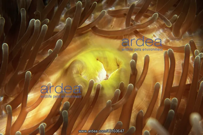 : Magnificent Anemone : Magnificent Anemone